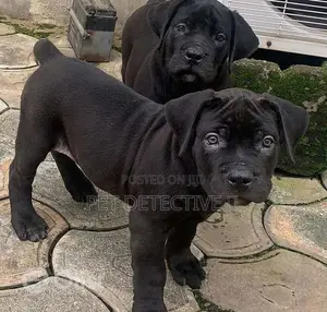 Photo - 1-3 months Male Purebred Great Dane