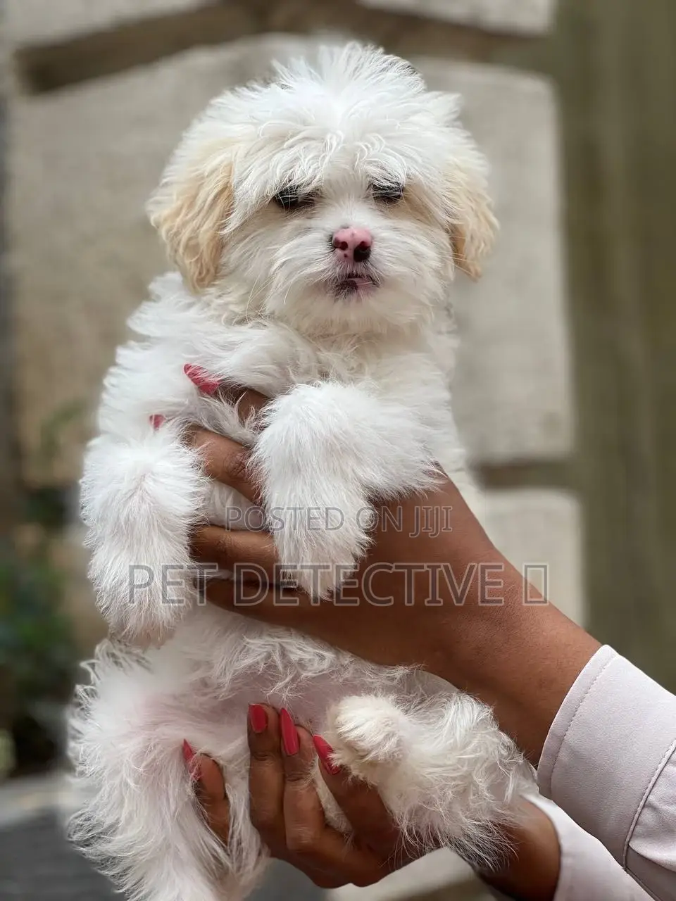 1-3 months Female Purebred Maltese