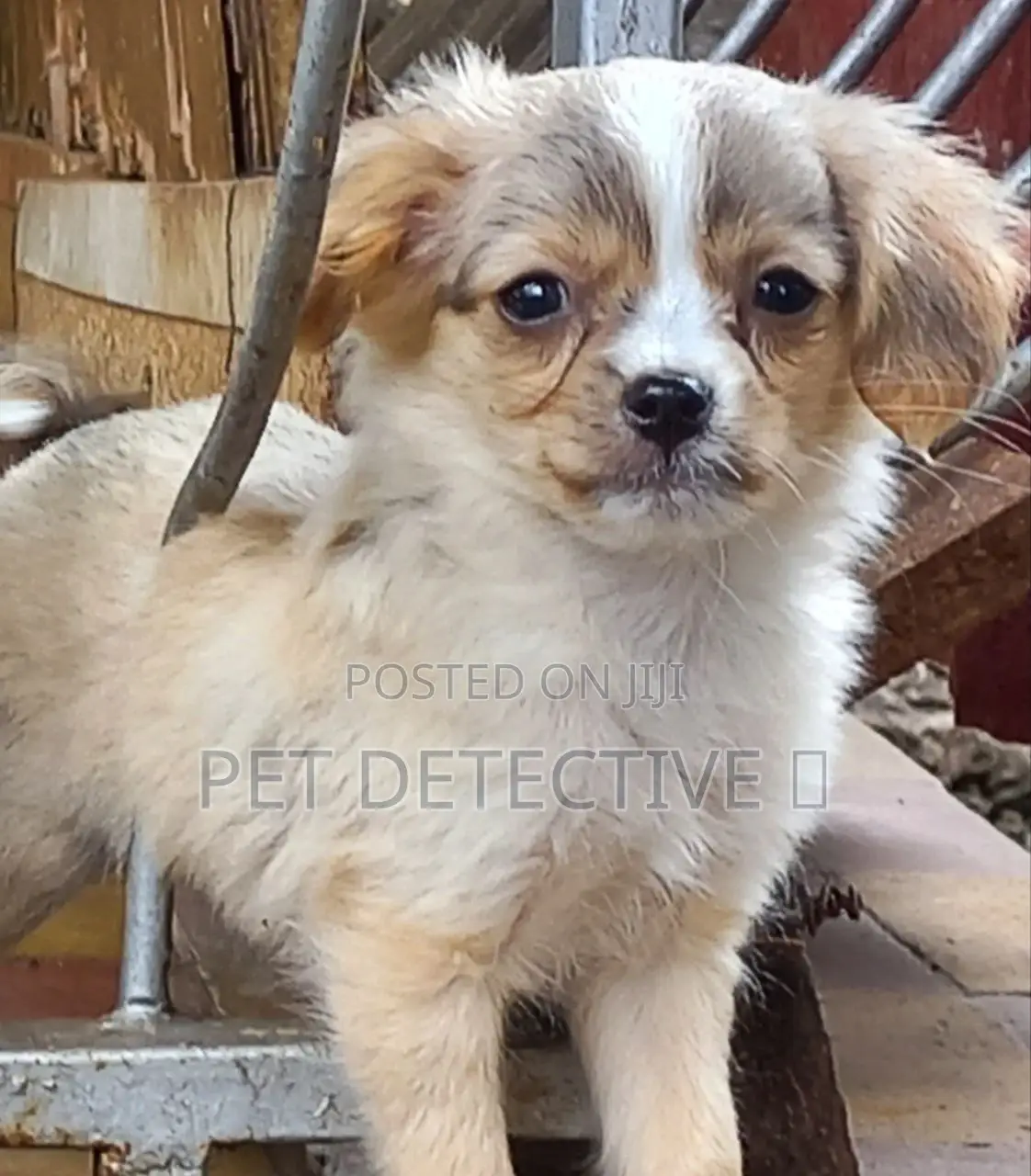 1-3 months Male Purebred Maltese