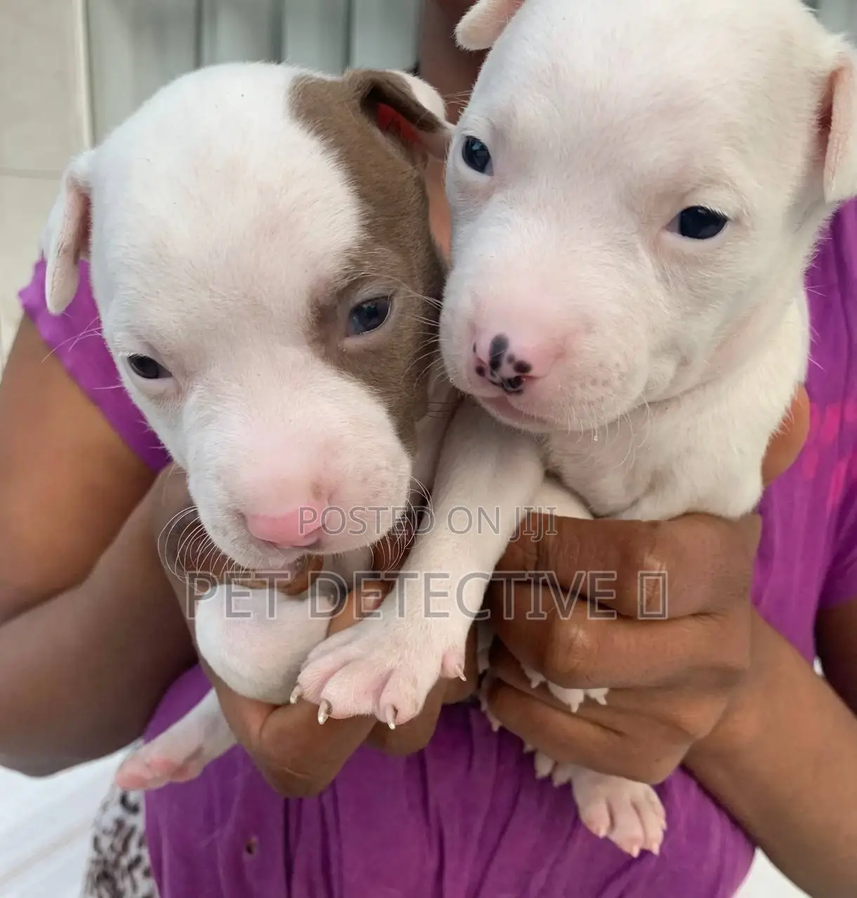 1-3 months Male Purebred American Pit Bull Terrier