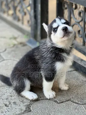 Photo - 1-3 months Female Purebred Siberian Husky