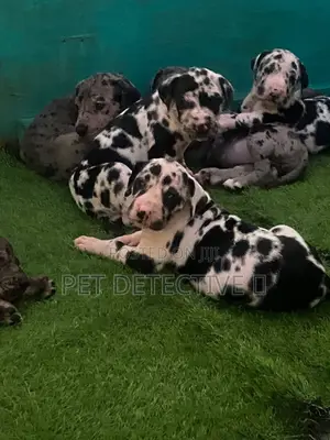 Photo - 1-3 months Male Purebred Great Dane