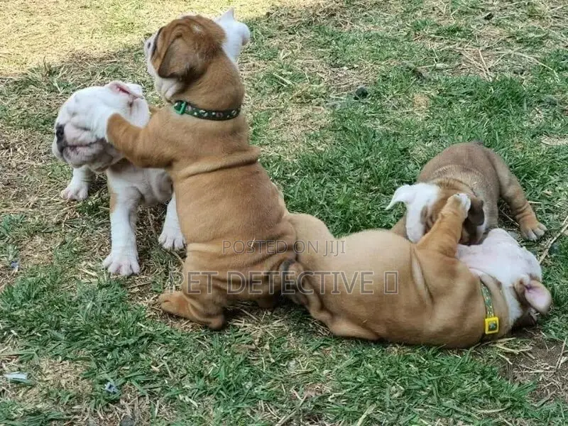 1-3 months Male Purebred Pug