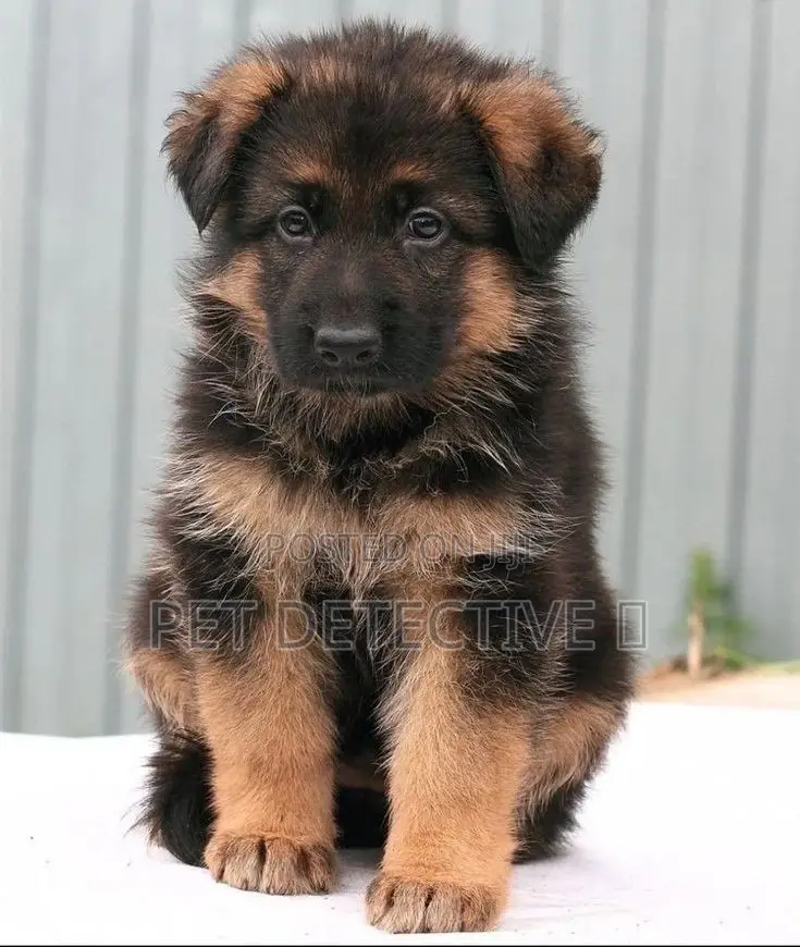 1-3 months Male Purebred German Shepherd
