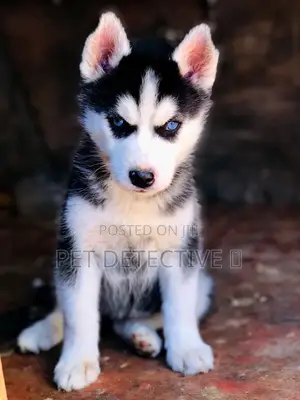 Photo - 1-3 months Female Purebred Siberian Husky