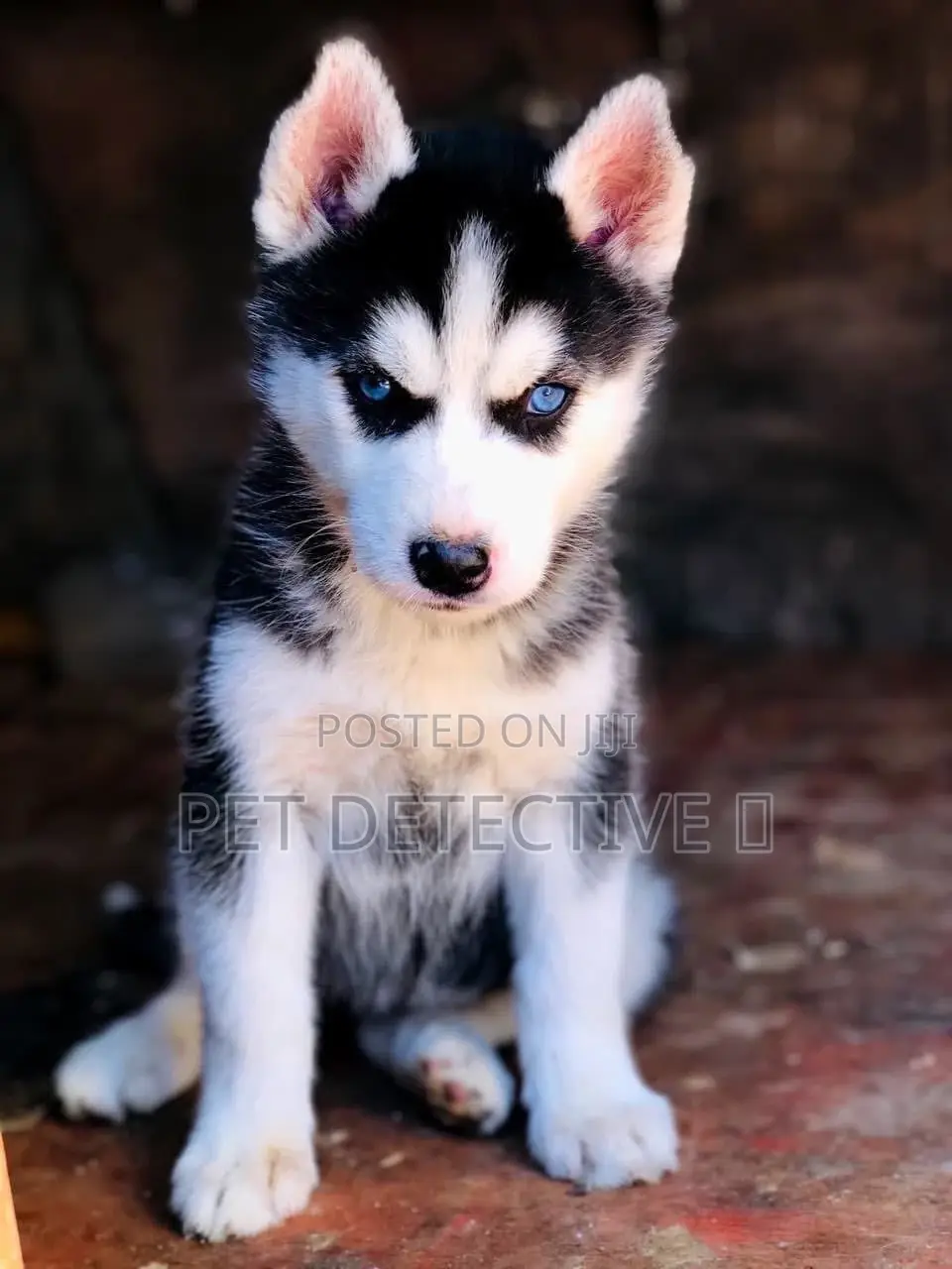 1-3 months Female Purebred Siberian Husky