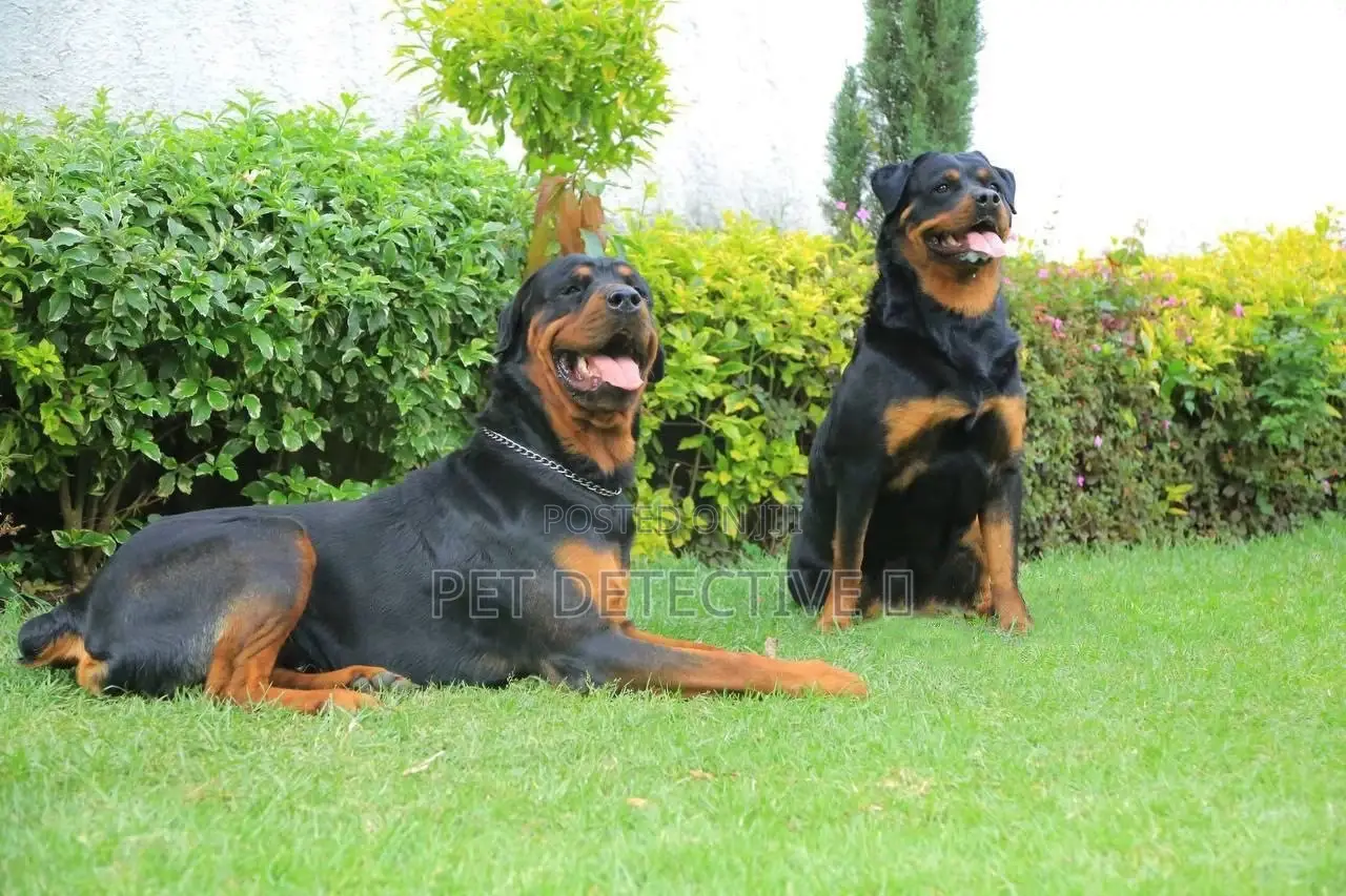 6-12 months Male Purebred Rottweiler