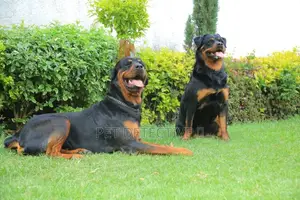 Photo - 6-12 months Male Purebred Rottweiler