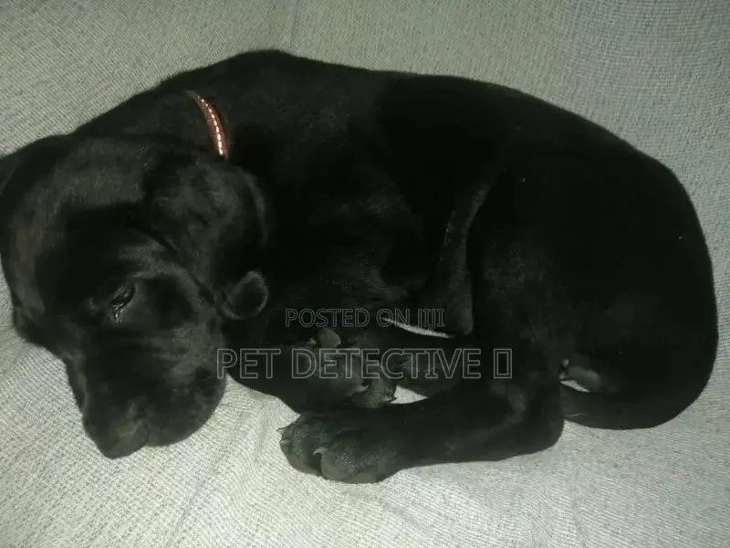 1-3 months Male Purebred Great Dane