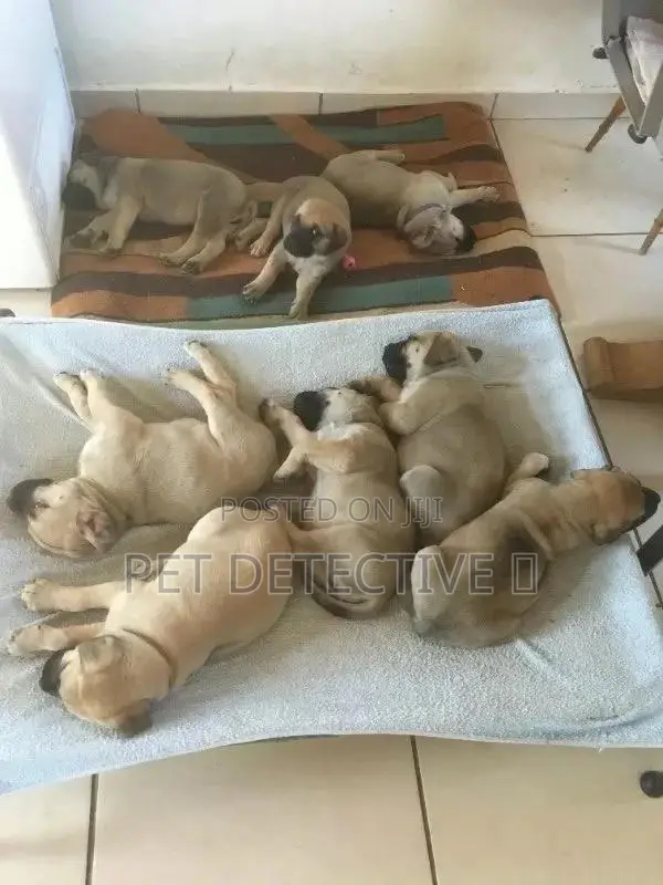 0-1 month Male Purebred Boerboel
