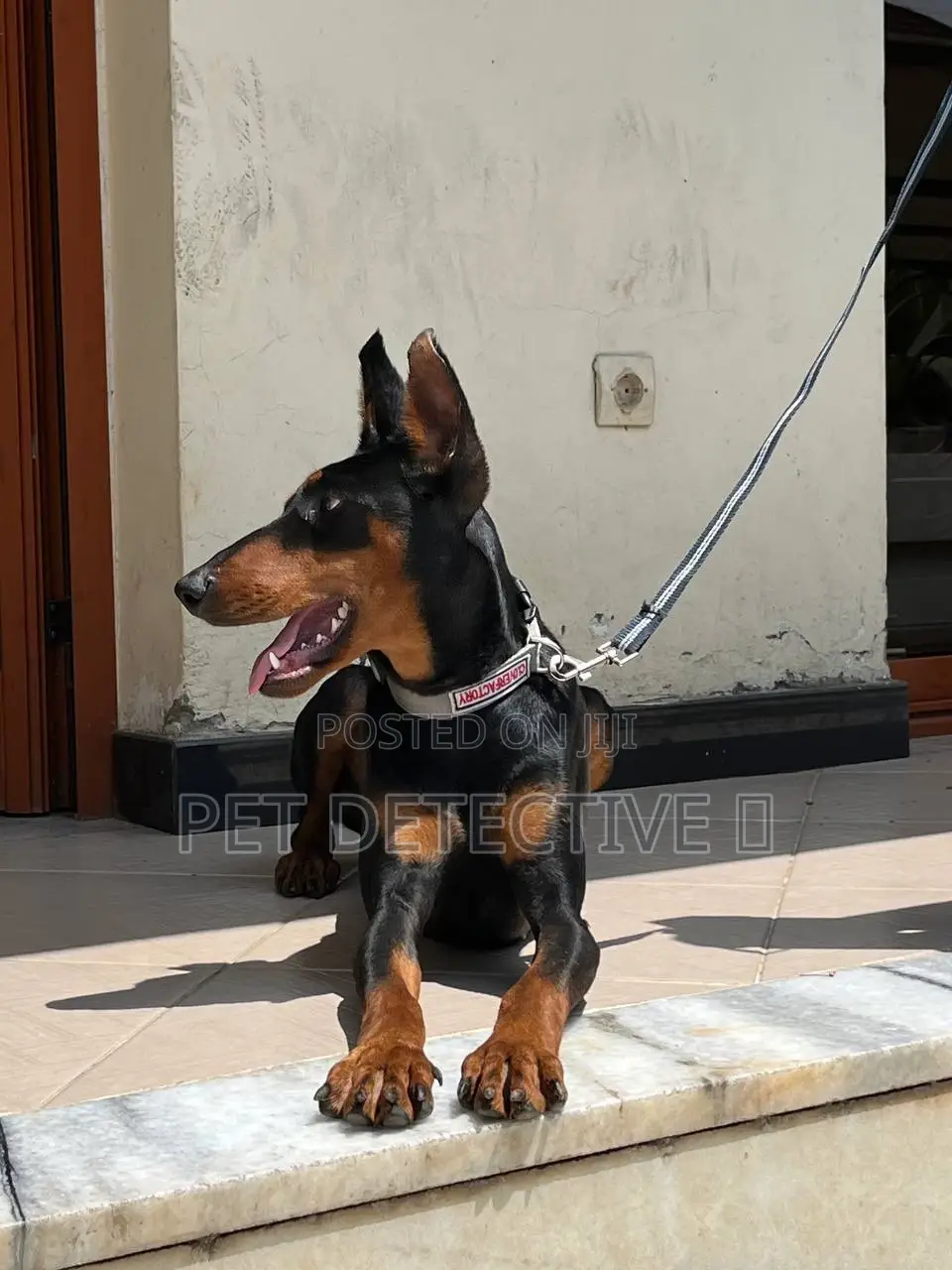1-3 months Female Purebred Doberman Pinscher