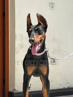 1-3 months Female Purebred Doberman Pinscher