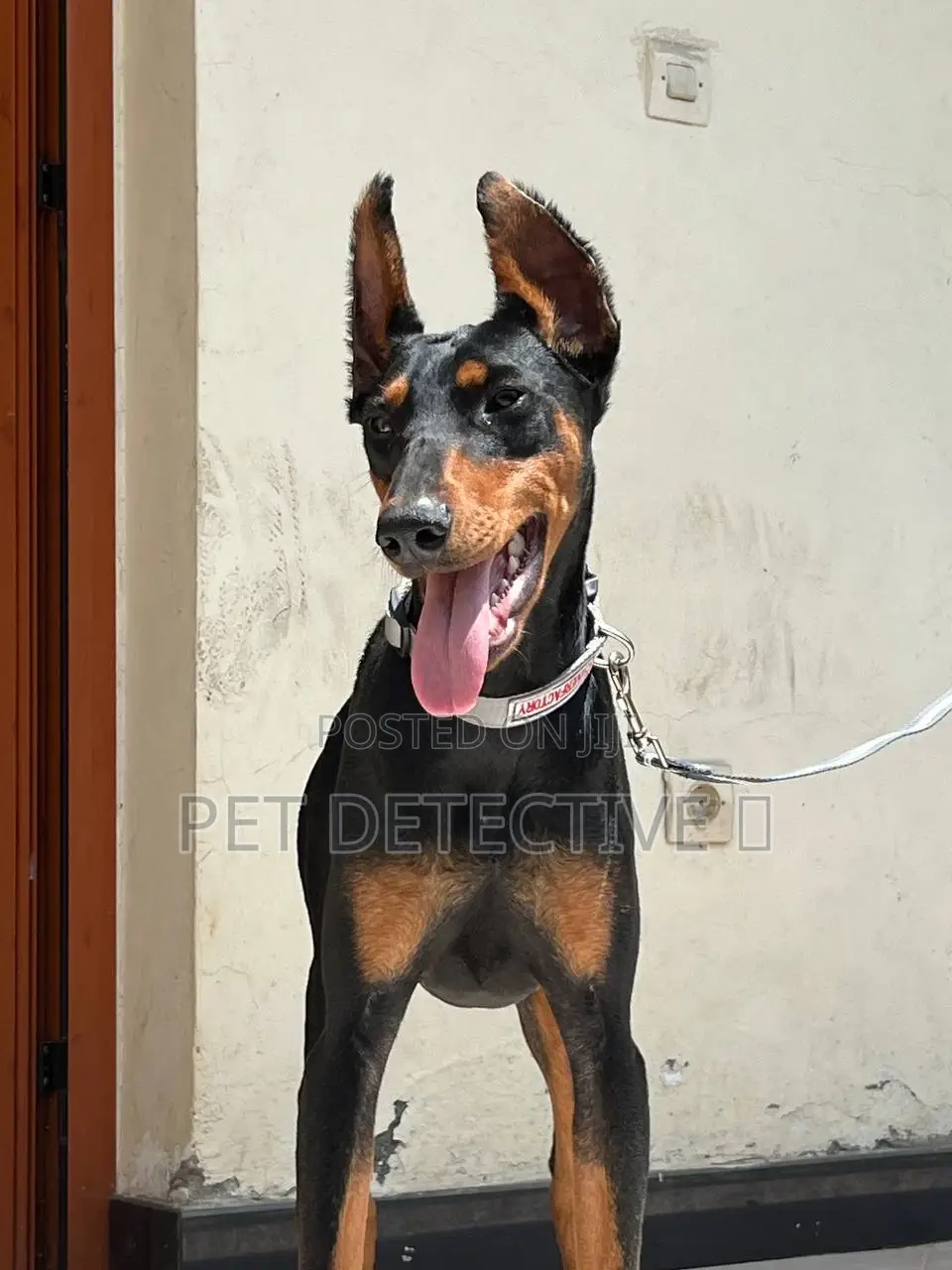 1-3 months Female Purebred Doberman Pinscher