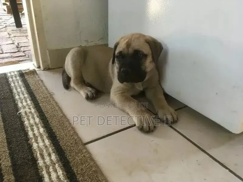 1-3 months Male Purebred Bullmastiff