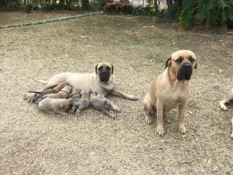 1-3 months Male Purebred Bullmastiff