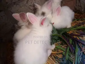 Photo - White Rabbit