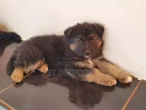Photo - 1-3 months Female Purebred German Shepherd