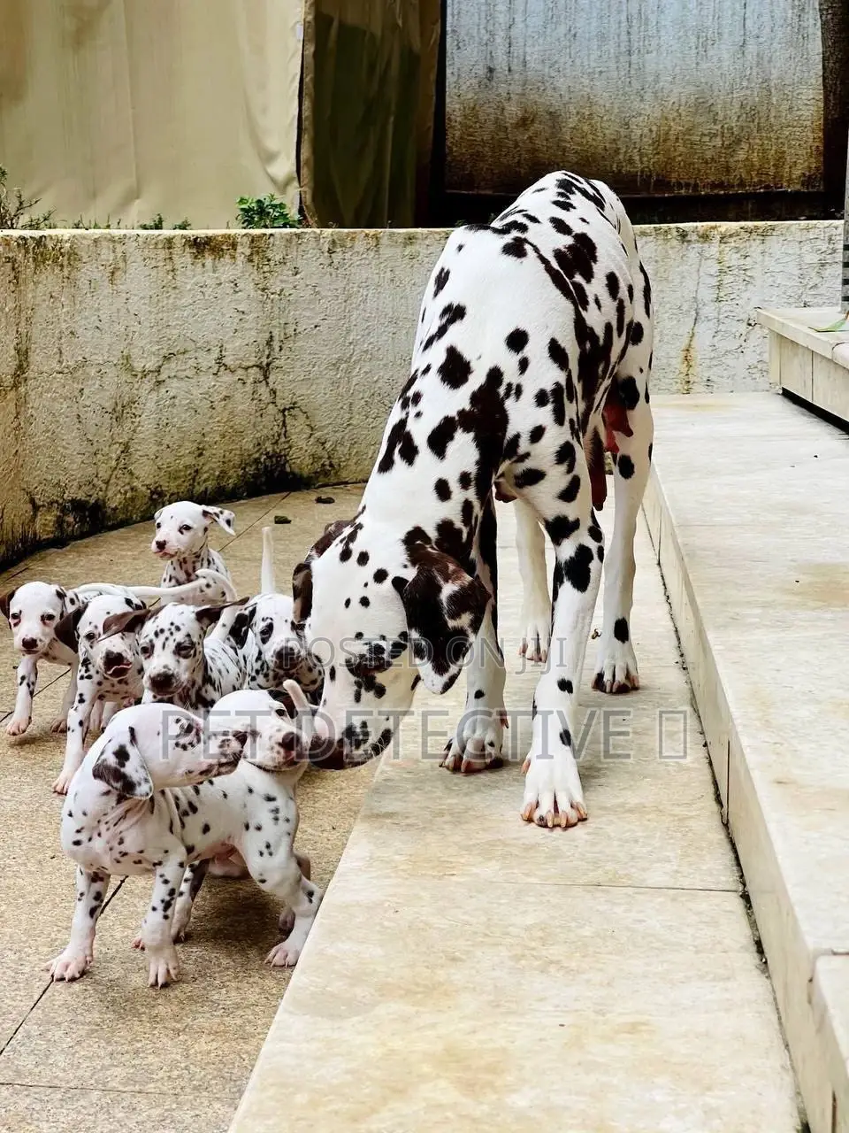 1-3 months Male Purebred Great Dane