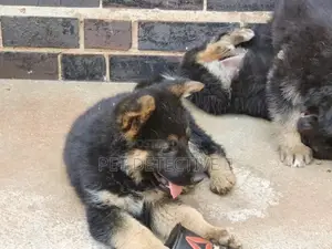 Photo - 1-3 months Male Purebred German Shepherd
