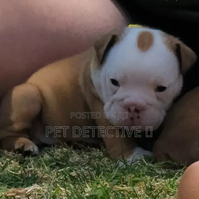 1-3 months Male Purebred Bull Terrier