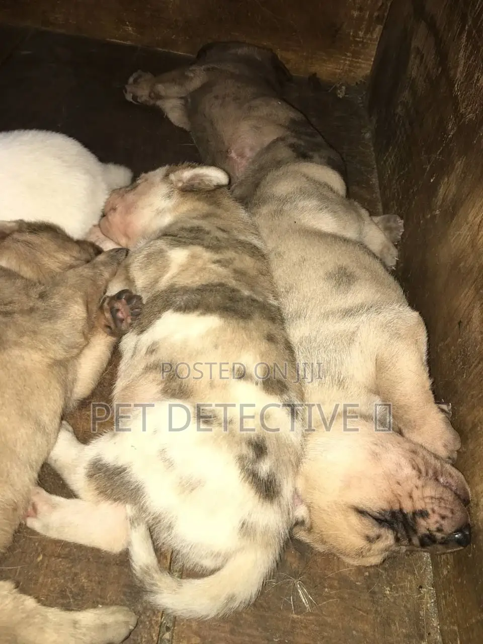 1-3 months Male Purebred Bullmastiff