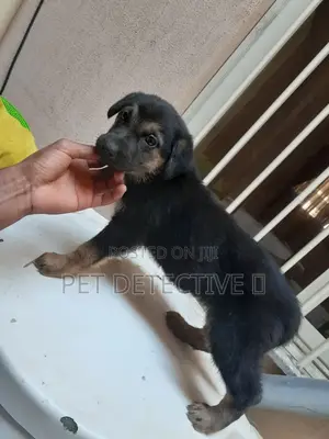 Photo - 1-3 months Male Purebred German Shepherd