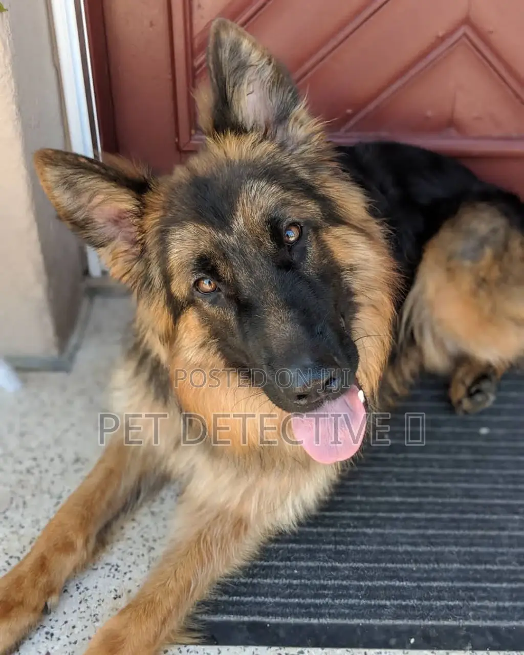 6-12 months Female Purebred German Shepherd