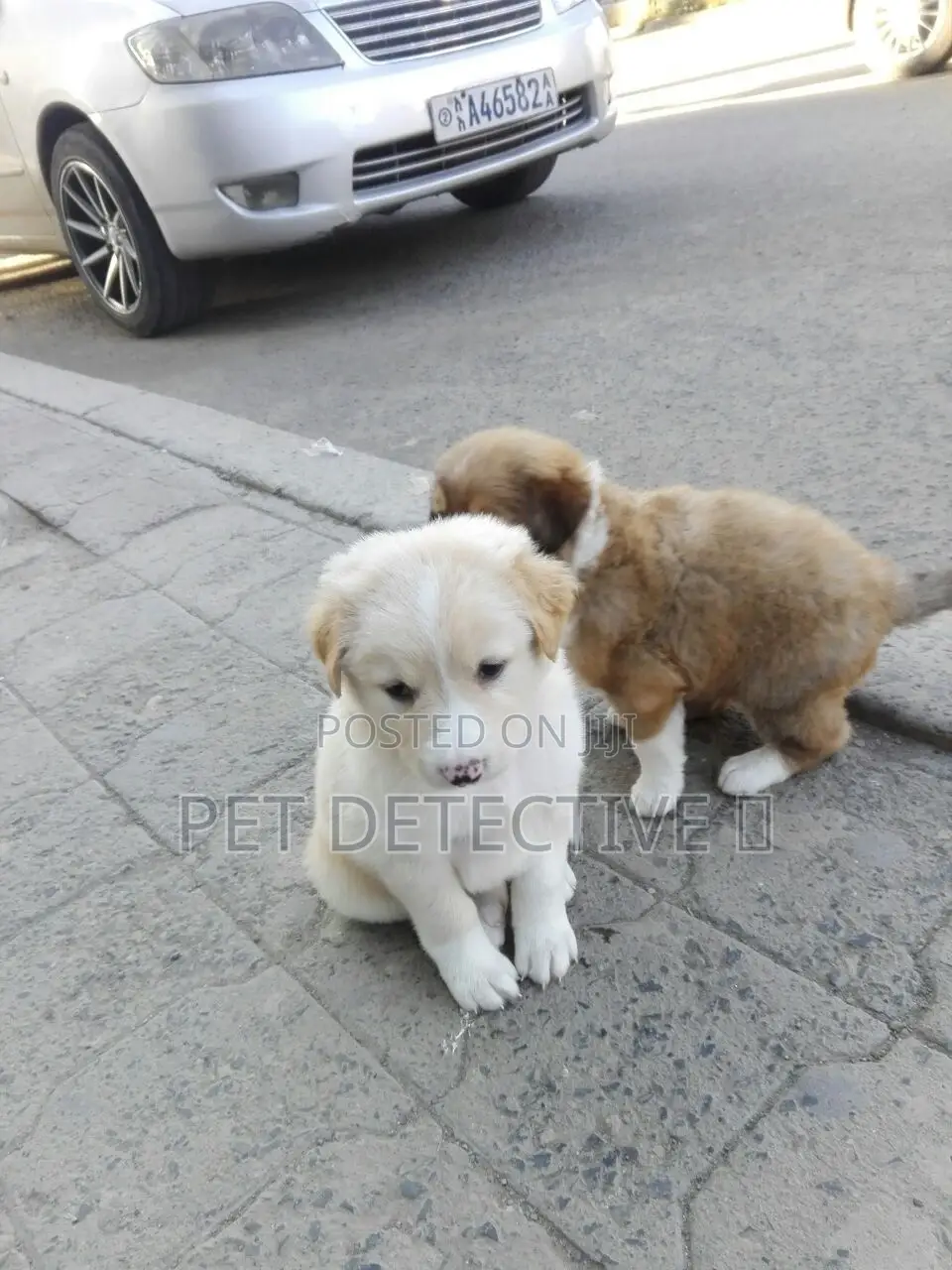 1-3 months Male Purebred Maltese