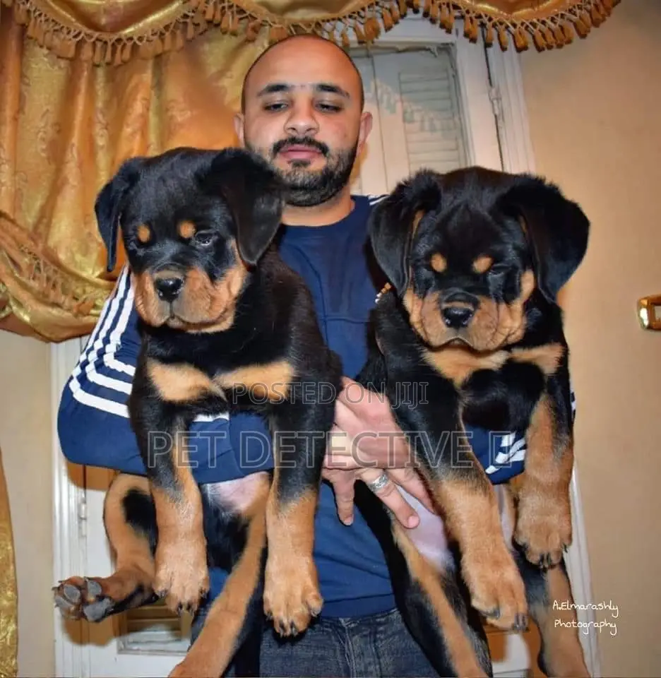 1-3 months Male Purebred Rottweiler