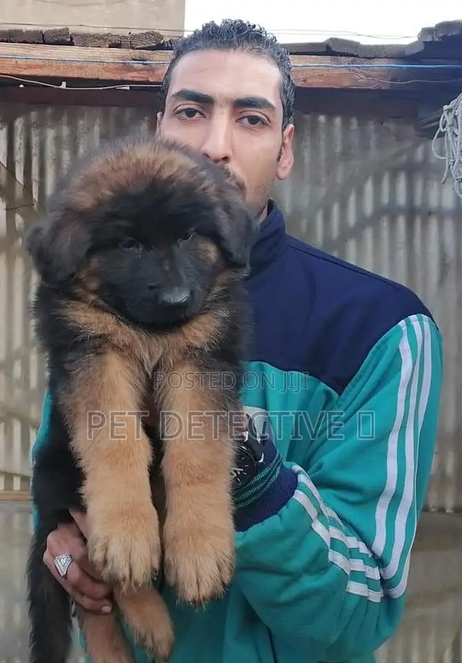 1-3 months Female Purebred German Shepherd