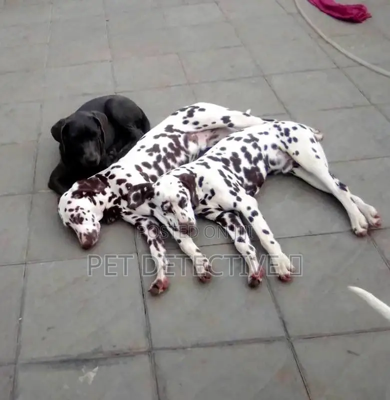 3-6 months Male Purebred Great Dane