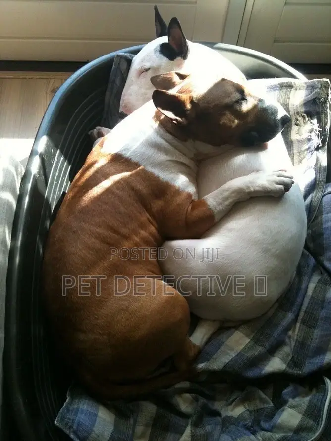 1-3 months Male Purebred Bull Terrier