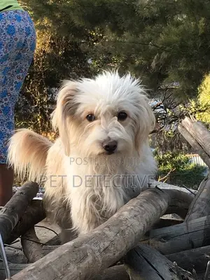 Photo - 3-6 months Female Purebred Maltese