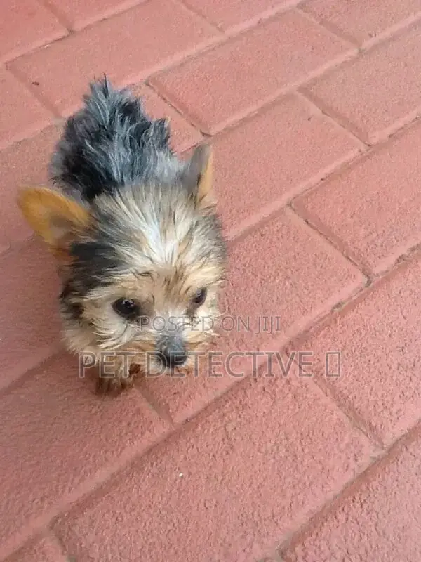 1-3 months Male Purebred Maltese
