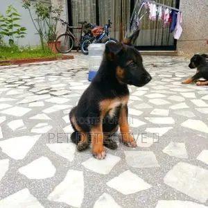 Photo - 1-3 months Male Purebred German Shepherd