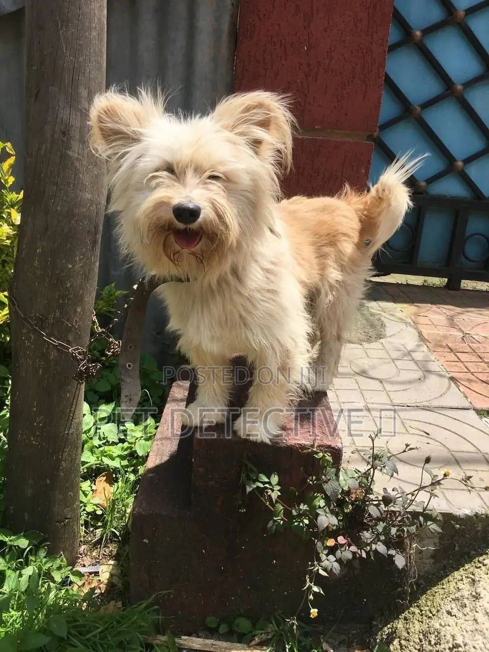 1-3 months Female Purebred Maltese