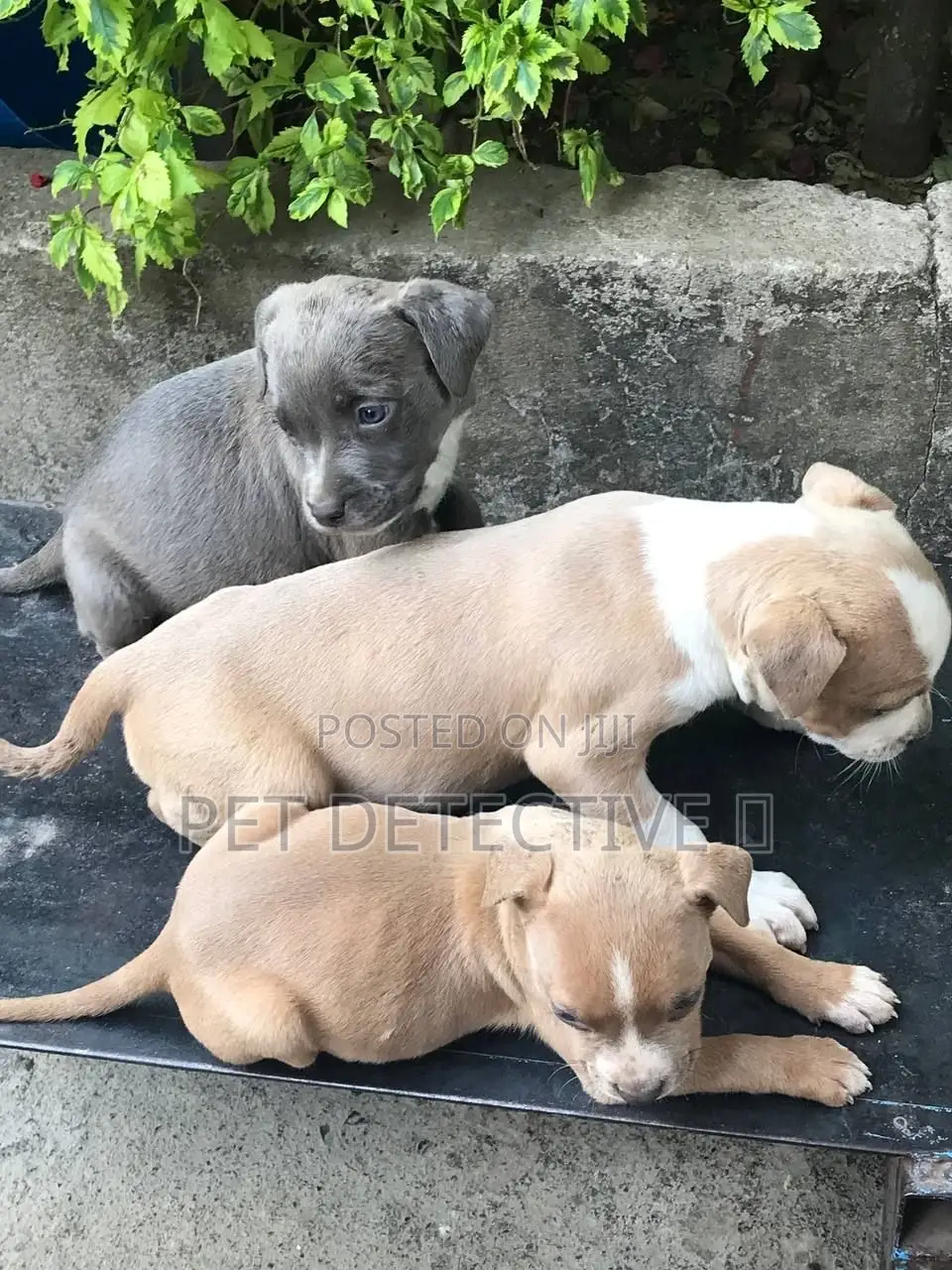 1-3 months Male Purebred American Pit Bull Terrier