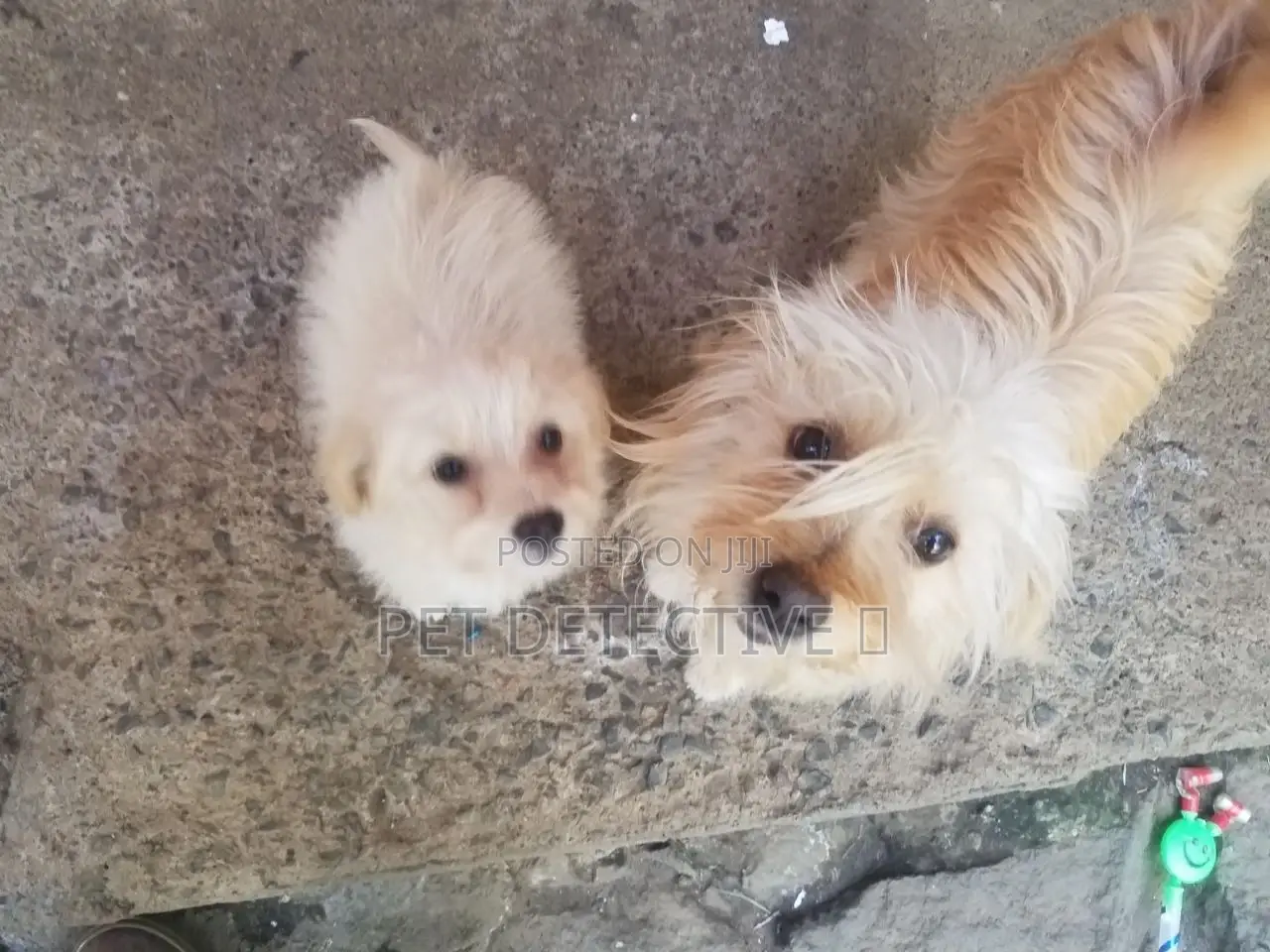 1-3 months Female Purebred Maltese