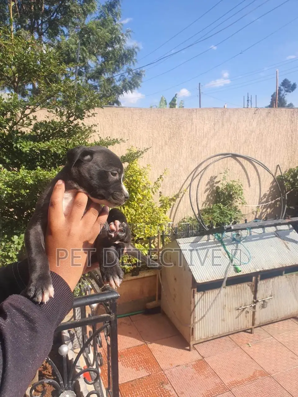 1-3 months Male Purebred American Pit Bull Terrier