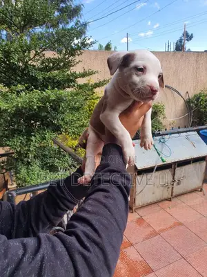 1-3 months Male Purebred American Pit Bull Terrier