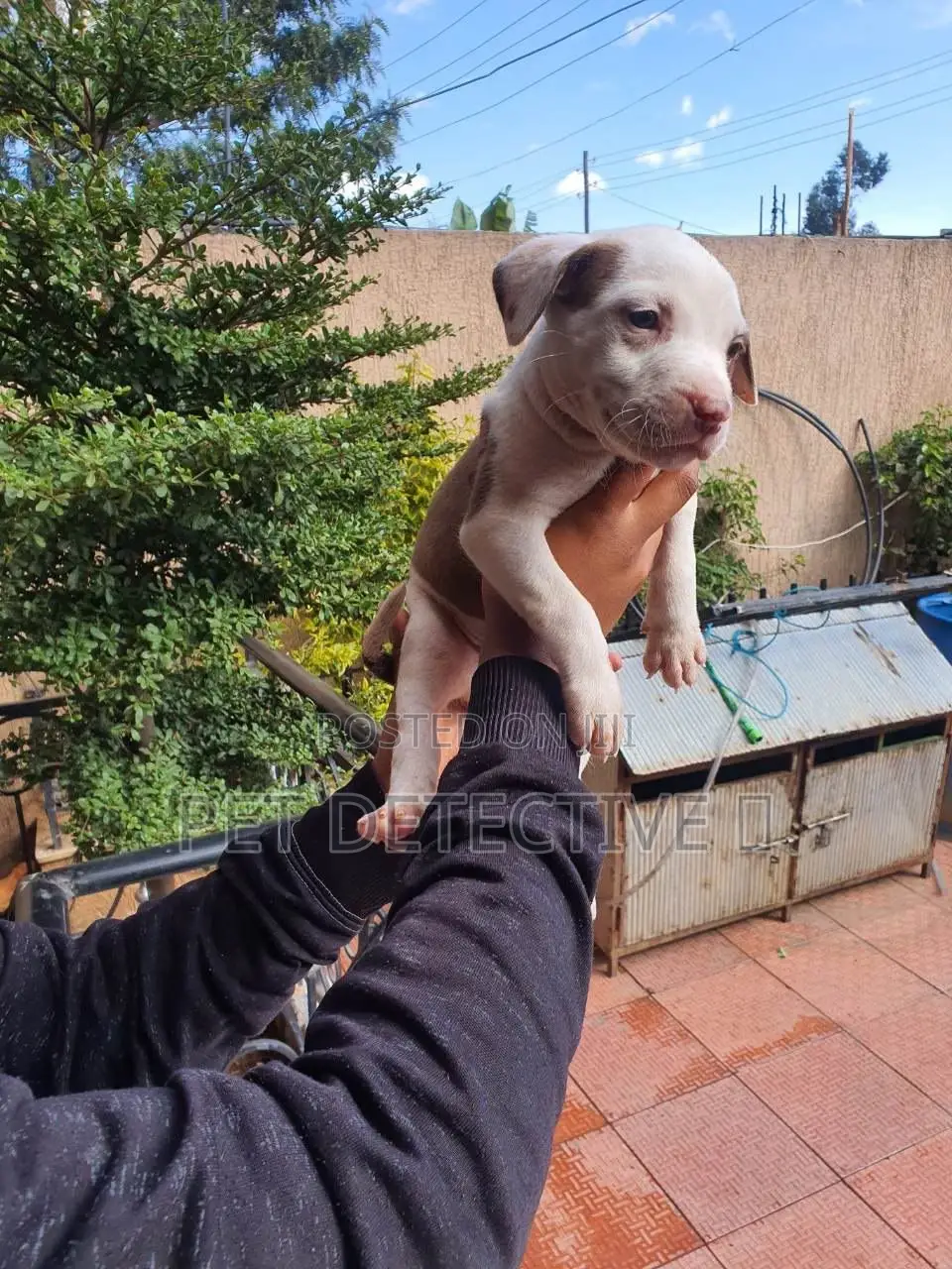 1-3 months Male Purebred American Pit Bull Terrier