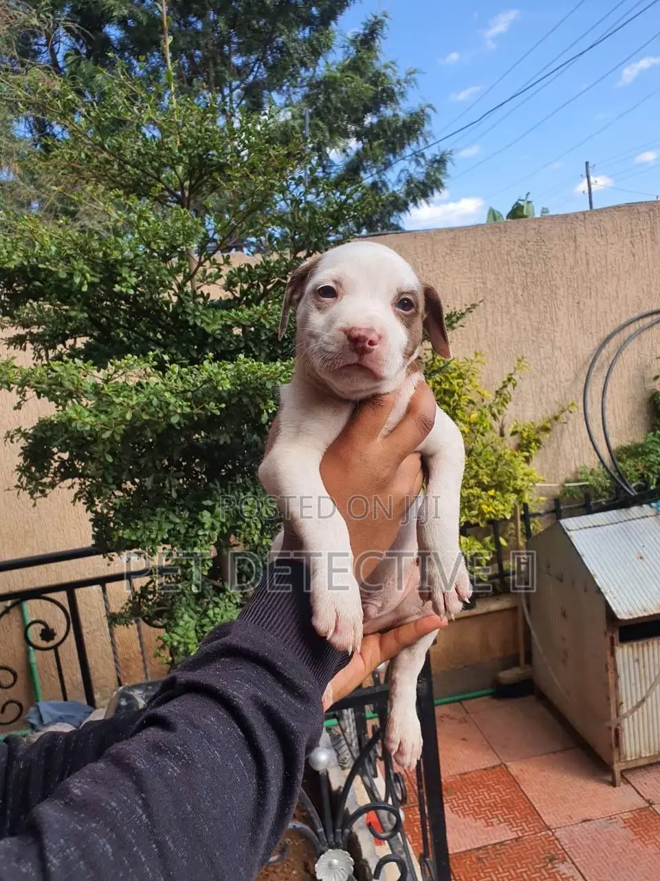 1-3 months Male Purebred American Pit Bull Terrier
