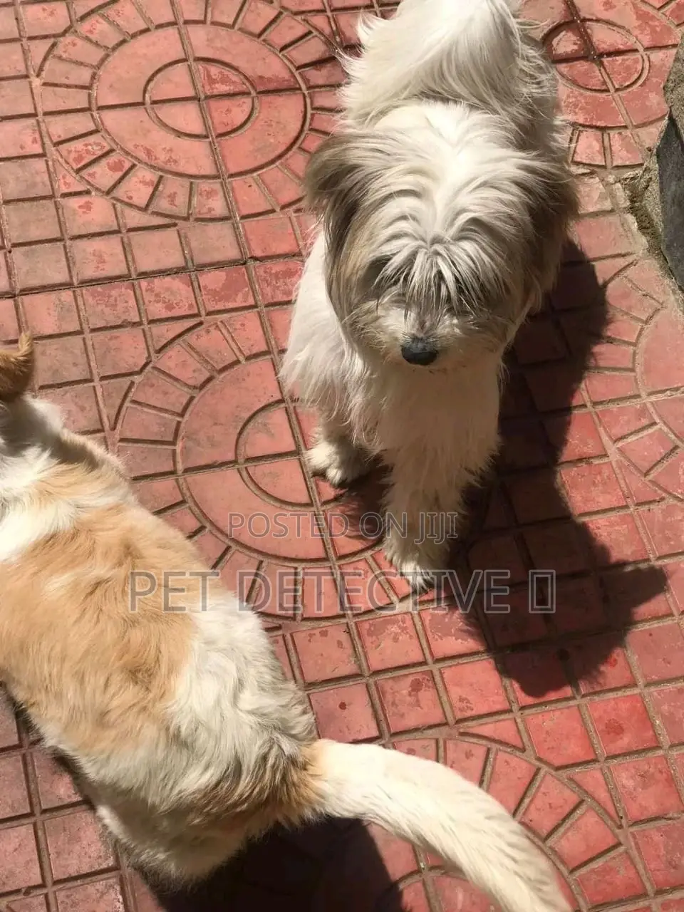 1-3 months Male Purebred Maltese