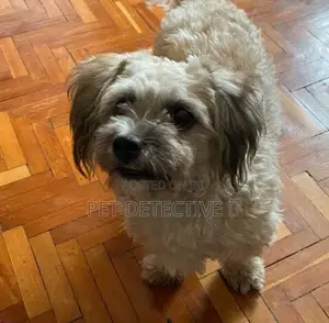 Photo - 1-3 months Male Purebred Maltese