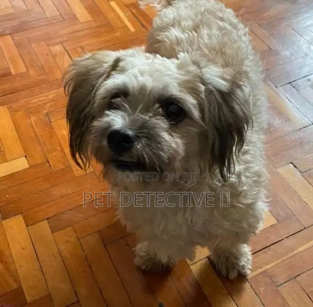 1-3 months Male Purebred Maltese