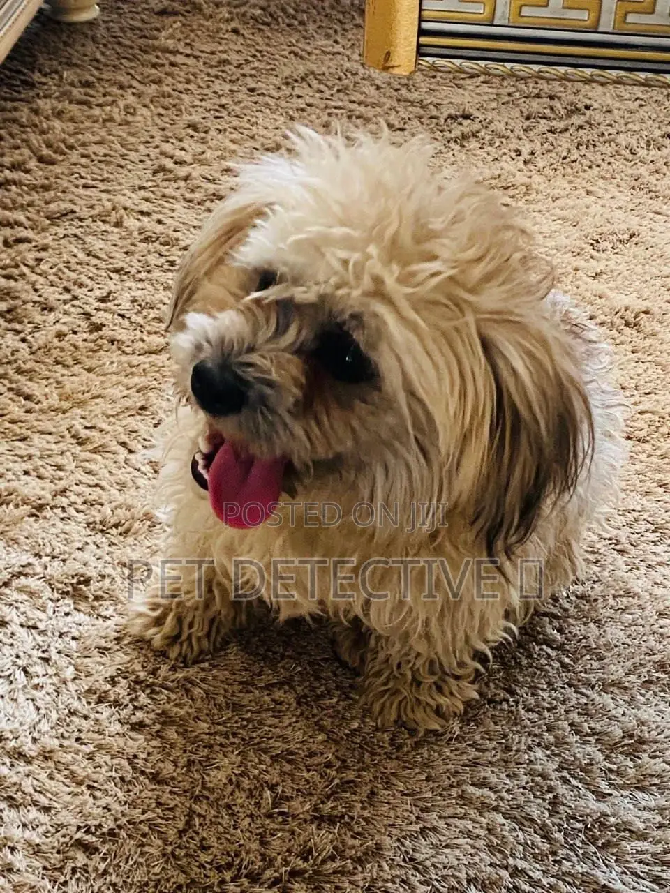 1-3 months Male Purebred Maltese