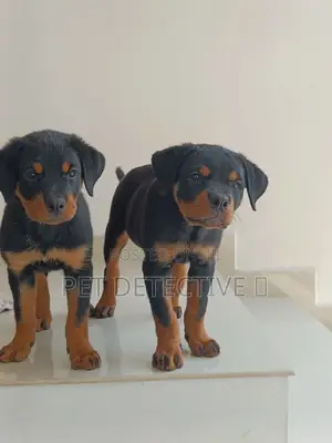 Photo - 1-3 months Male Purebred Rottweiler