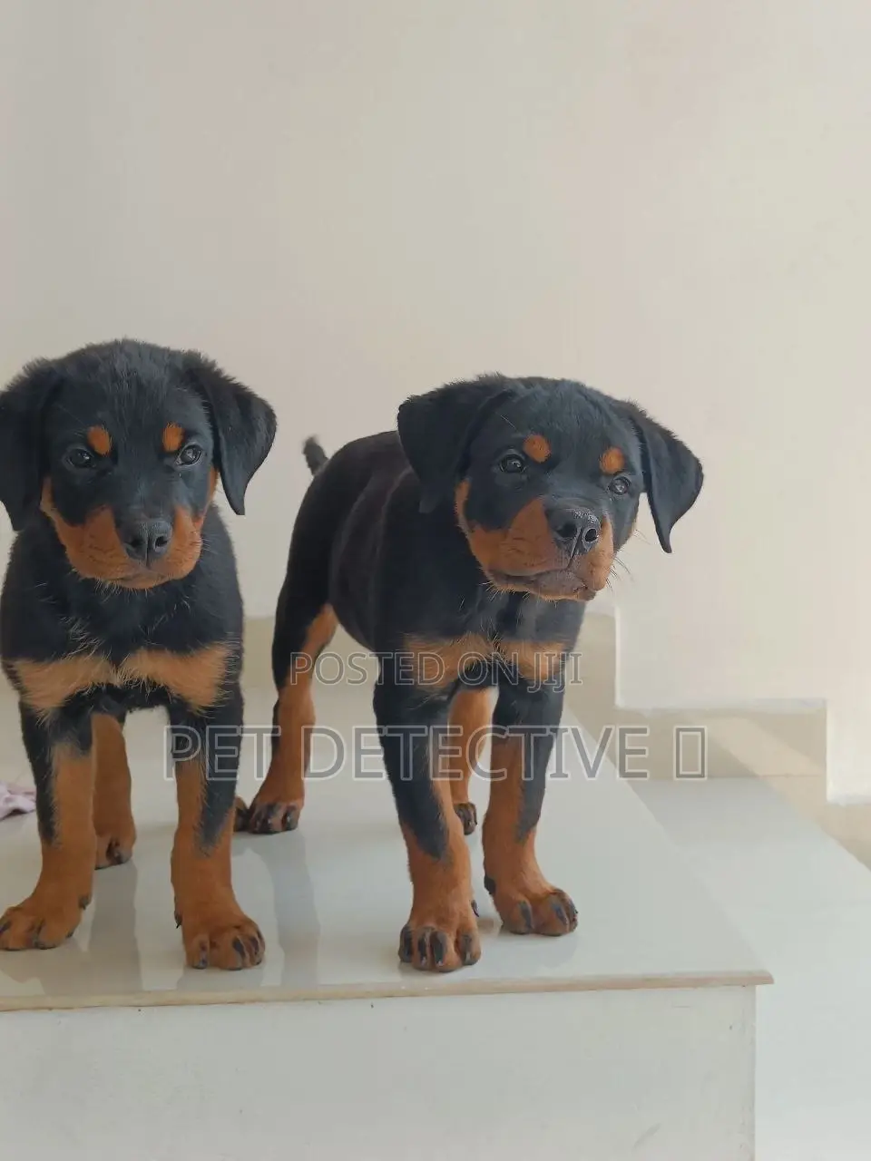 1-3 months Male Purebred Rottweiler