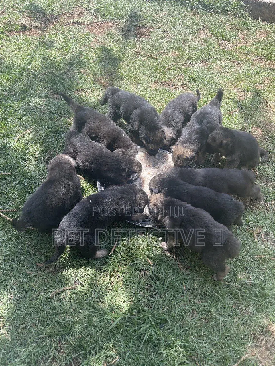 1-3 months Male Purebred German Shepherd