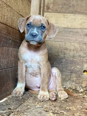 Photo - 1-3 months Male Purebred American Pit Bull Terrier